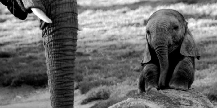 942x962 Black And White Photo Baby Elephant Wallpaper 11800 - Baby