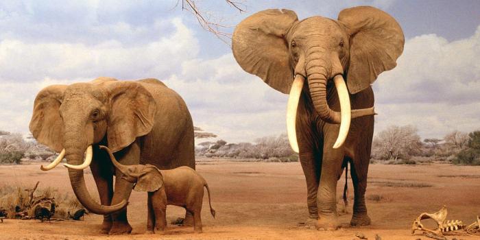 1600x1200 Baby Elephant Wallpapers