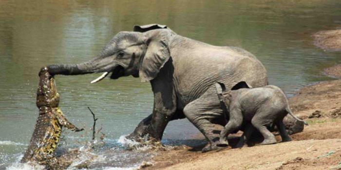 1920x1200 Baby Elephant Wallpaper posted by Ethan Sellers