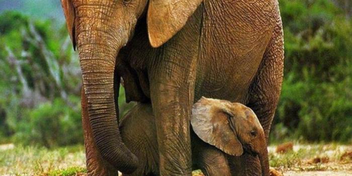 1024x768 Free download Cute Baby Elephant Wallpaper Elephant pictures