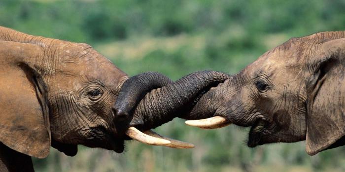 1920x1080 Cute Elephant Wallpaper Awesome Baby Elephant Wallpapers Wallpaper