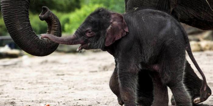 1116x728 Cute Baby Elephant Wallpaper Desktop | Amazing Wallpapers