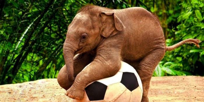 1024x768 Cute Baby Elephant Wallpaper » Picserio.com - Picserio.com