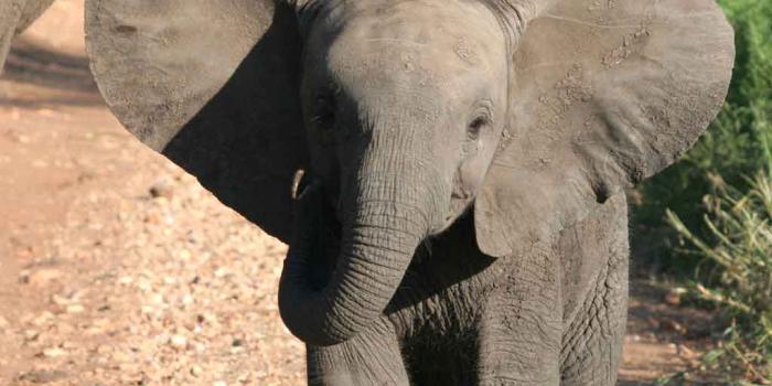 1024x768 Free download Cute Baby Elephants Wallpapers cute elephant baby