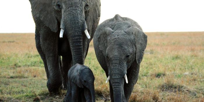 1600x1200 The elephants with cute baby - Wild Animals - Free Desktop