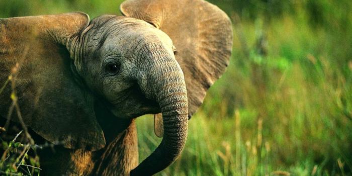 1920x1080 Popular - Baby Elephant Wallpaper Hd, Hd Wallpapers & backgrounds