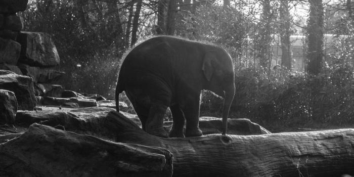 2732x2732 PAPERS.co | Android wallpaper | mw67-elephant-dark-bw-animal-cute