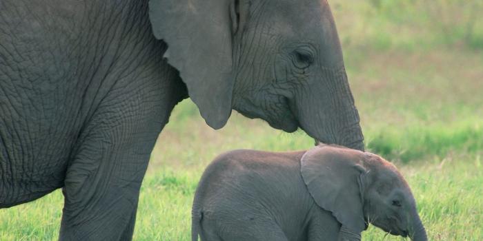 1600x1200 Cute Elephant Wallpaper New Baby Elephant who Animal This Week