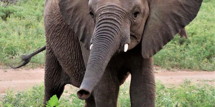 910x1274 HD wallpaper: elephant, baby, trunk, animal, cute, happy, wildlife