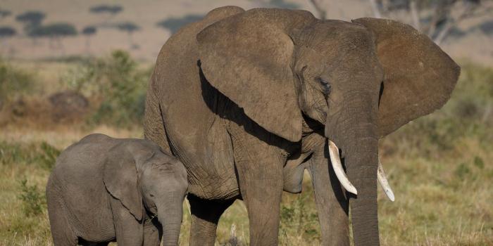 1400x1050 Mother And Baby Elephant Wallpaper Wide | All HD Wallpapers Gallery