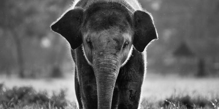 900x900 Cute Elephant Wallpaper, Hd Wallpapers & backgrounds Download