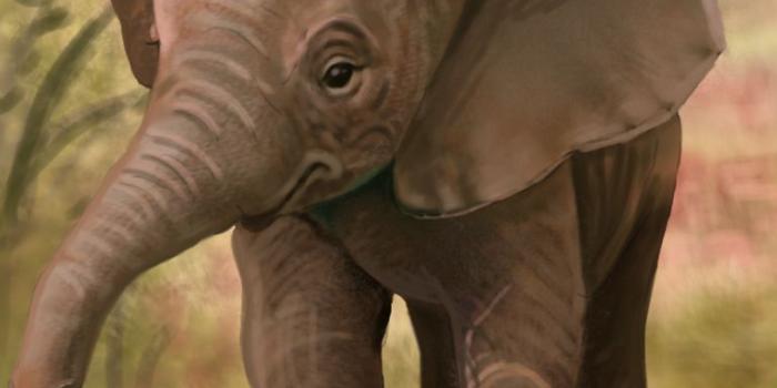 768x1024 Free download Baby elephant speed painting by tattoosbyhalo
