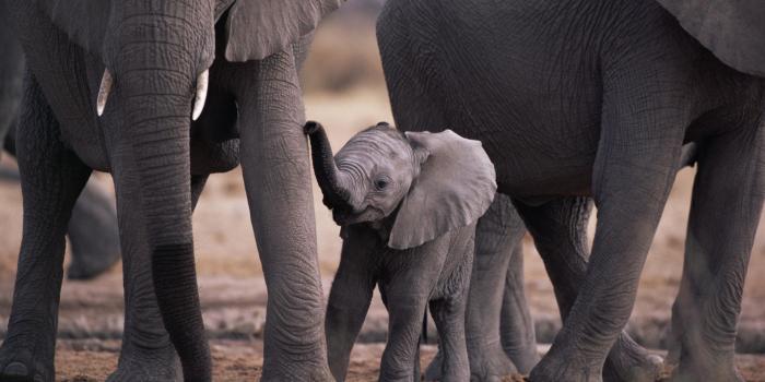 1920x1080 Cute Baby Elephant Wallpaper – Picserio - Picserio.com