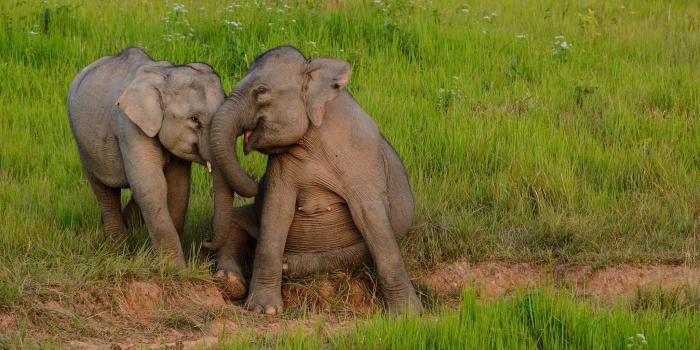 2048x1152 Cute Baby Elephant Wallpaper posted by Ryan Thompson