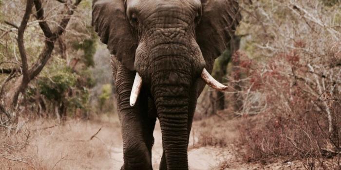 1000x1500 Elephant Pictures [HD] | Download Free Images & Stock Photos on