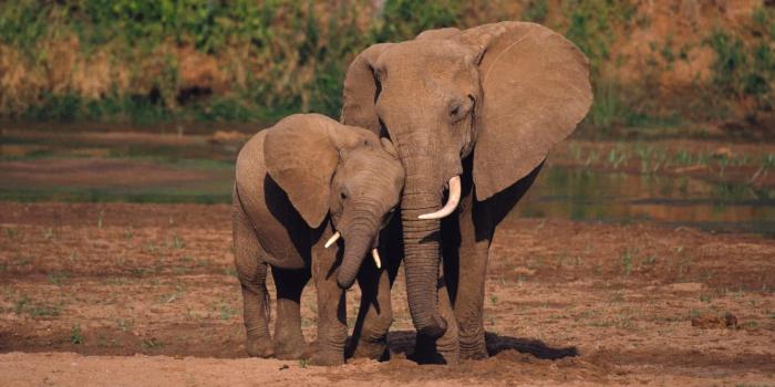 1920x1080 Elephants, water, wildlife, animals, love, wilderness, wild