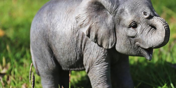 2560x1600 Download wallpapers little baby elephant, newborn elephant, cute