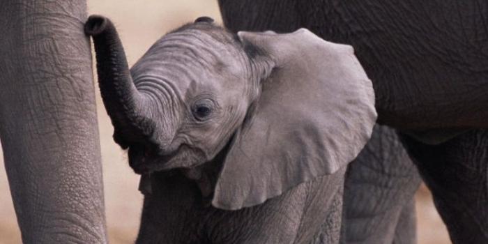 768x1024 Baby Elephant Wallpapers | All HD Wallpapers Gallery