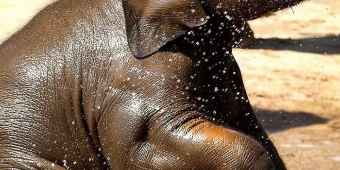 1080x1920 Elephant iPhone Wallpaper (74+ images)