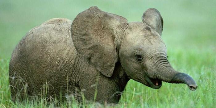 1024x768 5 Cute Elephant Pictures