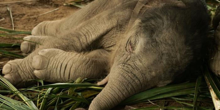 5184x3888 Photo of Baby Elephant Sleeping on the Ground · Free Stock Photo