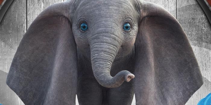 2560x1024 Download Dumbo, baby elephant, cute, 2019 movie wallpaper