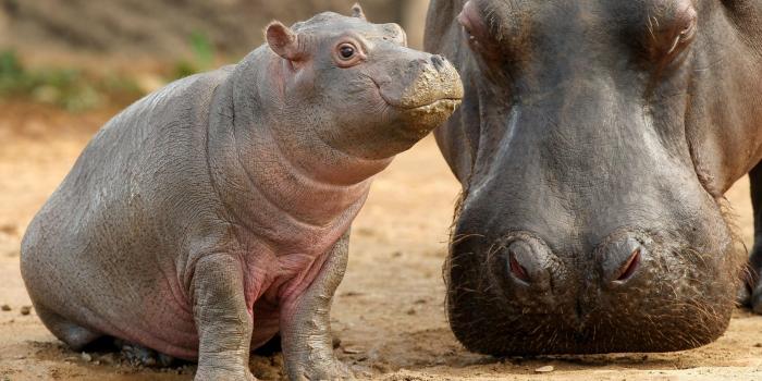 3400x1962 Baby Hippo Wallpapers - Top Free Baby Hippo Backgrounds
