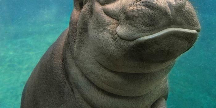 1536x2048 Baby Hippo Wallpapers - Top Free Baby Hippo Backgrounds