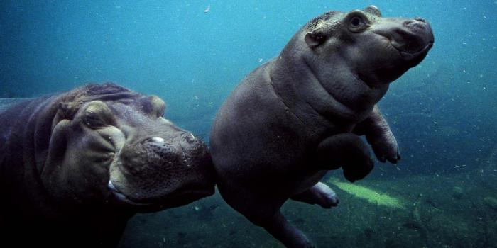 1920x1215 Baby Hippo Wallpapers - Top Free Baby Hippo Backgrounds