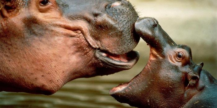 1920x1200 Baby Hippo Wallpapers - Top Free Baby Hippo Backgrounds