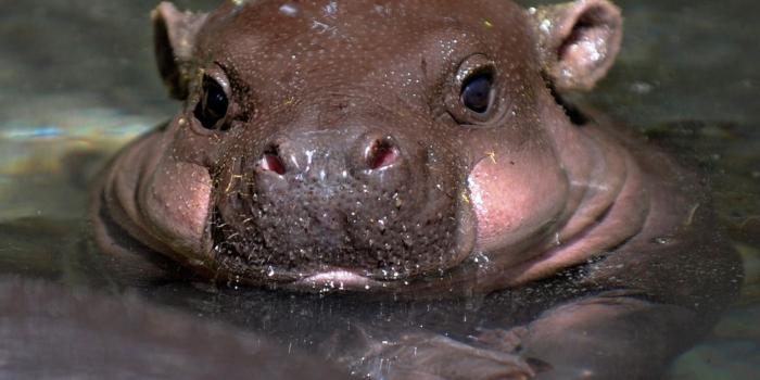 1247x892 Baby Hippo Wallpapers - Top Free Baby Hippo Backgrounds