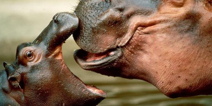 1600x1200 Baby Hippo Wallpapers - Top Free Baby Hippo Backgrounds