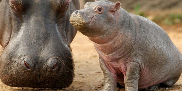 1920x1080 Free download Baby hippo wallpapers Baby Animals [1920x1200] for