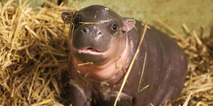 1920x1080 Baby Hippo Wallpapers - Top Free Baby Hippo Backgrounds