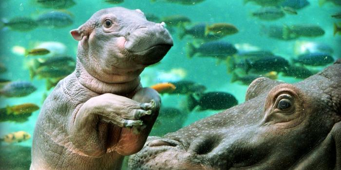 1280x1024 Hippo Wallpaper | Baby animals pictures, Cute baby animals