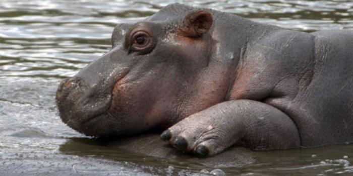 1440x900 Free download BABY HIPPO wallpaper Cool hd wallpaper for desktop