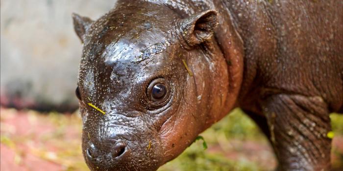 2550x1600 59+ Hippopotamus Wallpapers on WallpaperPlay