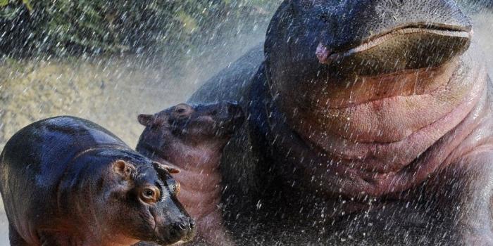 1024x768 Nature Wallpaper : Hippos | Baby hippo