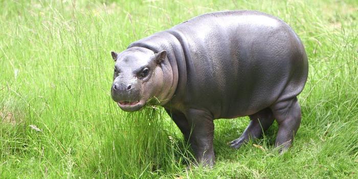 1920x1080 Pygmy Hippopotamus Wallpapers