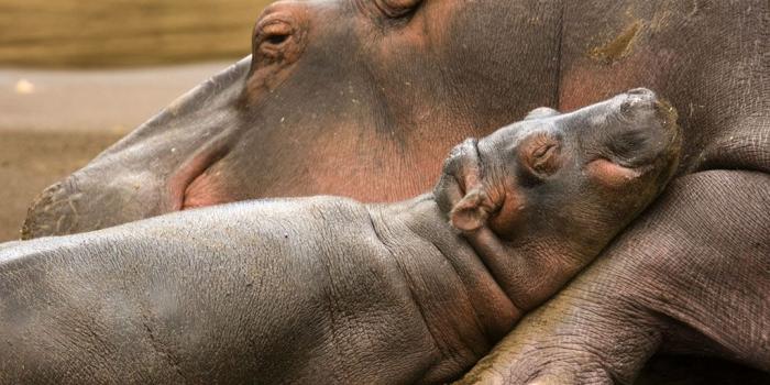 1024x768 im.34: Baby Hippo Wallpaper (1024x768) - Picserio.com