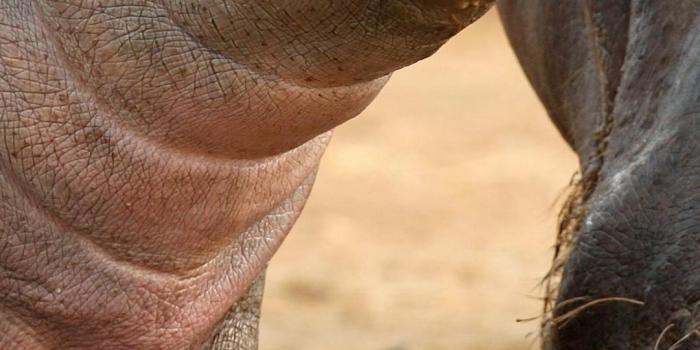 1080x1920 Baby Hippo Wallpapers - Top Free Baby Hippo Backgrounds