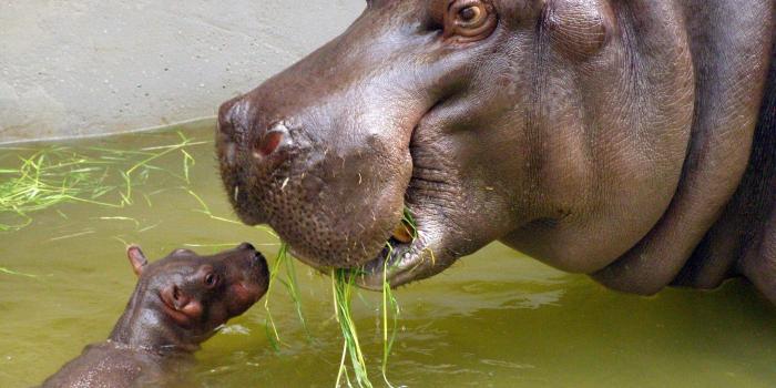 2048x1536 Hippopotamus Wallpaper (60+ images)