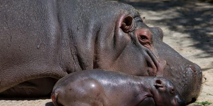 1920x1183 40+] Baby Hippo Wallpaper on WallpaperSafari
