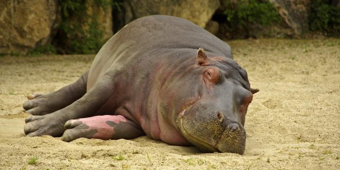 2560x1440 Baby Hippo Wallpapers - Top Free Baby Hippo Backgrounds