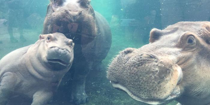 2048x1536 Baby Hippo Wallpaper posted by Ethan Anderson