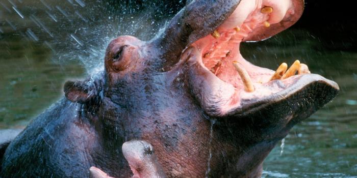 1600x1200 Free download Hippo 1600x1200 HD 10 Wallpaper Resolution1600x1200