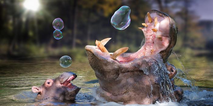 2000x1335 Free download hippo baby bathing soap bubbles wallpaper background