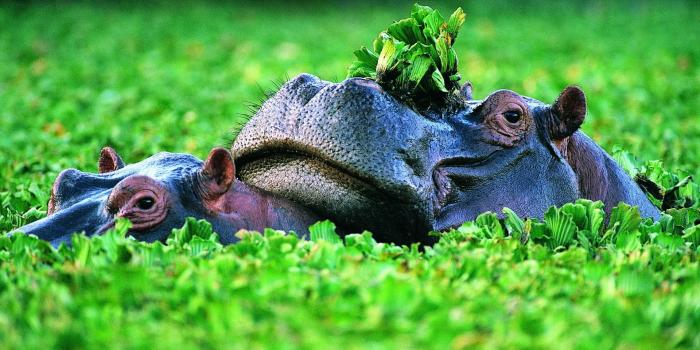 1920x1200 Baby Hippo Wallpaper | Animals, Wild kingdom