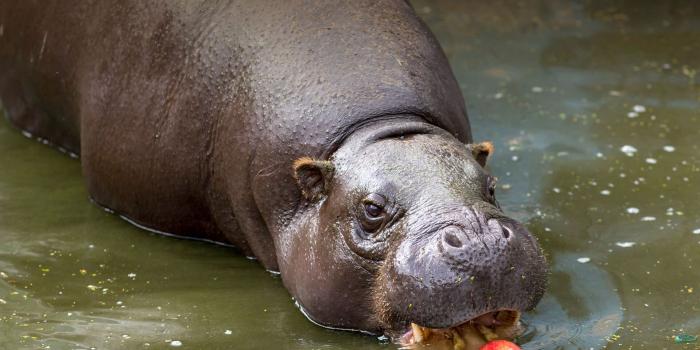 1920x1080 Pygmy Hippopotamus | San Diego Zoo Animals & Plants