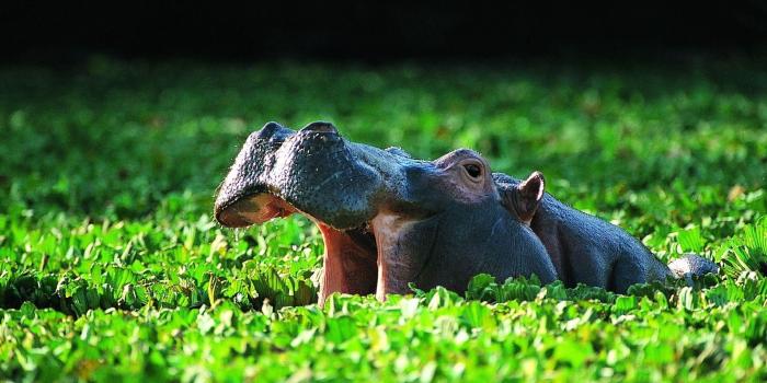 1920x1200 free wallpaper baby hippos Archives - Left of The Hudson